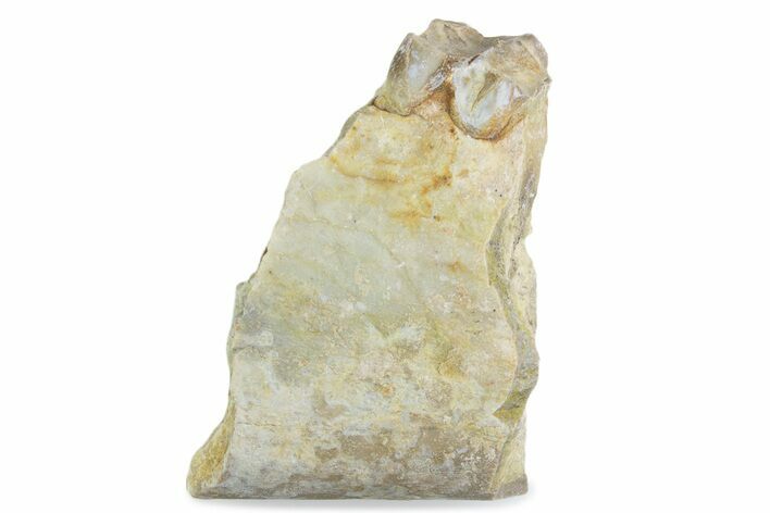 Fossil Oreodont (Merycoidodon) Jaw Section - South Dakota #375552